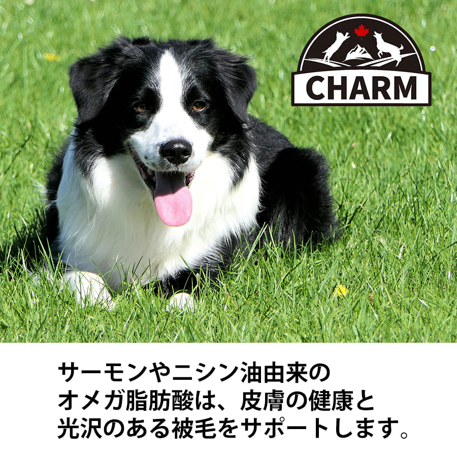 チャーム ラム&サーモン ドッグ | CHARM チャーム ドッグフード ラム&サーモンドッグ 正規品 犬 ドッグ 低アレルギー グレインフリー オメガ脂肪酸 泌尿器ケア Non-GMO原材料 穀物不使用 美味