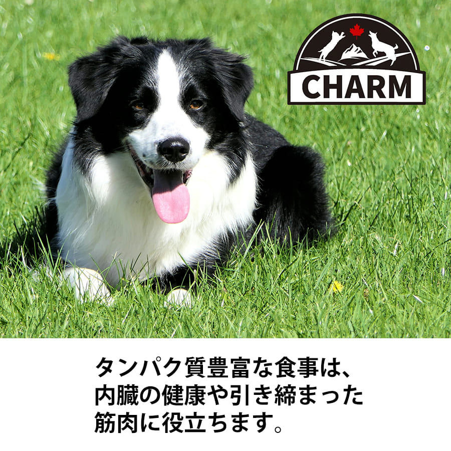 チャーム アダルトドッグ | CHARM チャーム 正規品 ドッグフード アダルトドッグ 犬 全犬種 穀物不使用 無添加 全ライフステージ アダルト 成犬用 低アレルギー ドライペットフード グレインフリ