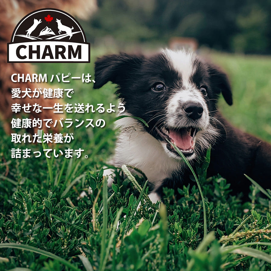 チャーム パピー 「ワイルドペットフード」 | CHARM チャーム 正規品 犬 いぬ イヌ ドッグフード パピー 総合栄養食 動物性たんぱく質 グレインフリー 低アレルギー Non-GMO原材料 オメガ3脂肪酸