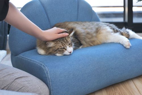 ペットソファ | ソファ ソファー フロアソファ sofa そふぁ リビング シンプル ナチュラル 北欧風 犬 猫 イヌ ネコ ペット クッション