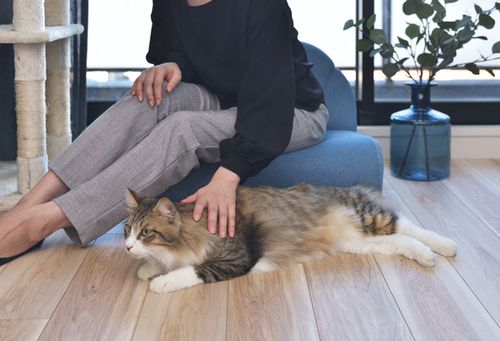 ペットソファ | ソファ ソファー フロアソファ sofa そふぁ リビング シンプル ナチュラル 北欧風 犬 猫 イヌ ネコ ペット クッション