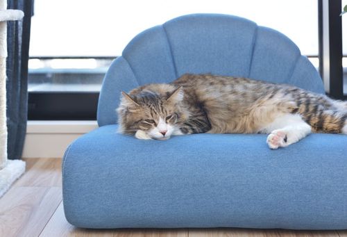ペットソファ | ソファ ソファー フロアソファ sofa そふぁ リビング シンプル ナチュラル 北欧風 犬 猫 イヌ ネコ ペット クッション