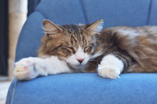 ペットソファ | ソファ ソファー フロアソファ sofa そふぁ リビング シンプル ナチュラル 北欧風 犬 猫 イヌ ネコ ペット クッション