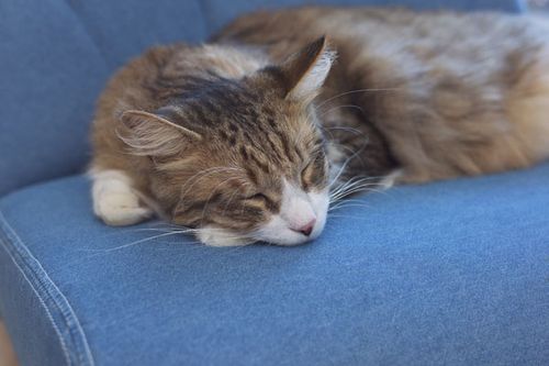 ペットソファ | ソファ ソファー フロアソファ sofa そふぁ リビング シンプル ナチュラル 北欧風 犬 猫 イヌ ネコ ペット クッション