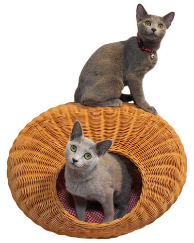 ペット用 ベッドハウス ラタン | ハウス 猫用ハウス 犬用ハウス ペット用ハウス ベッド マット 小型犬用ベッド 猫用ベット ペット ベッド 犬用品 猫用品 ペット ペットグッズ ペット用品